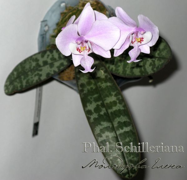 Phal. Schilleriana_0797 копия.jpg