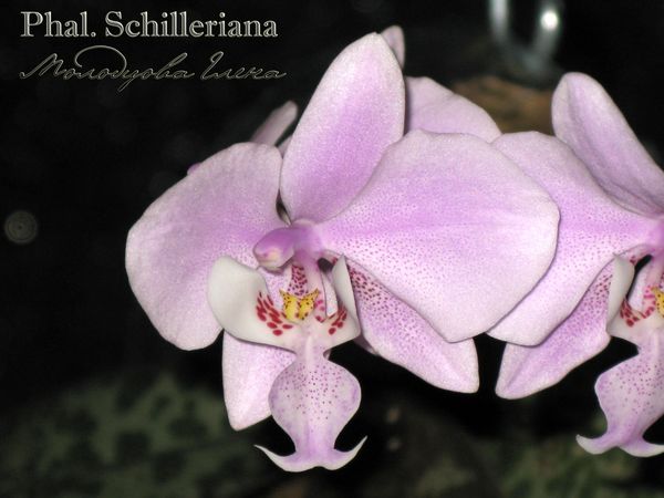 Phal. Schilleriana_0827 копия.jpg