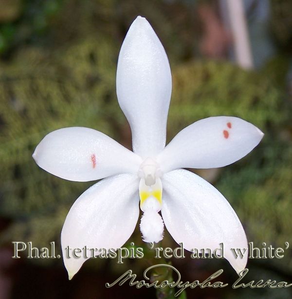 Phal. tetraspis 'red and white'24-11-2008-4.jpg