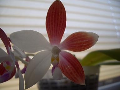 Phal Speciosa C1. 1.JPG