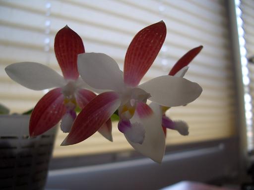 Phal Speciosa C1.JPG