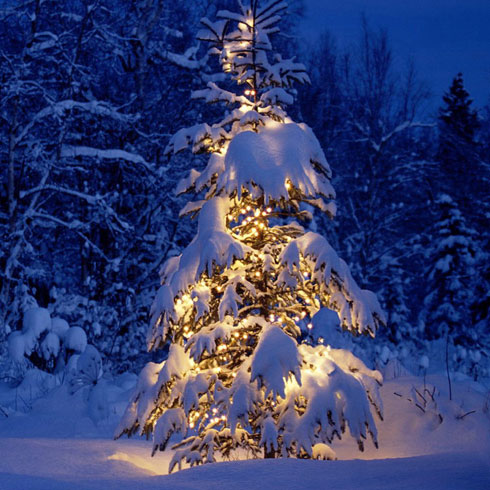 wi-fi_christmas_light_01.jpg