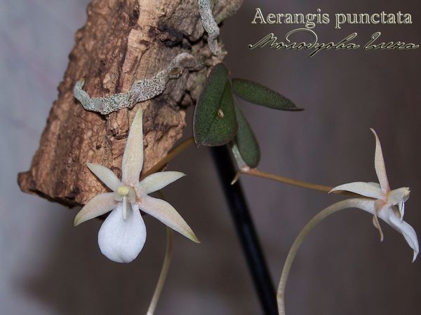 Aerangis punctata.jpg