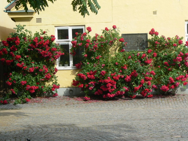 P1140738.JPG