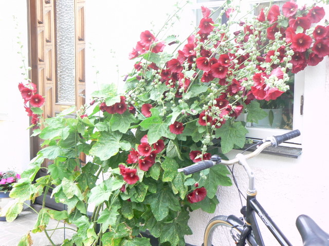 P1140871.JPG