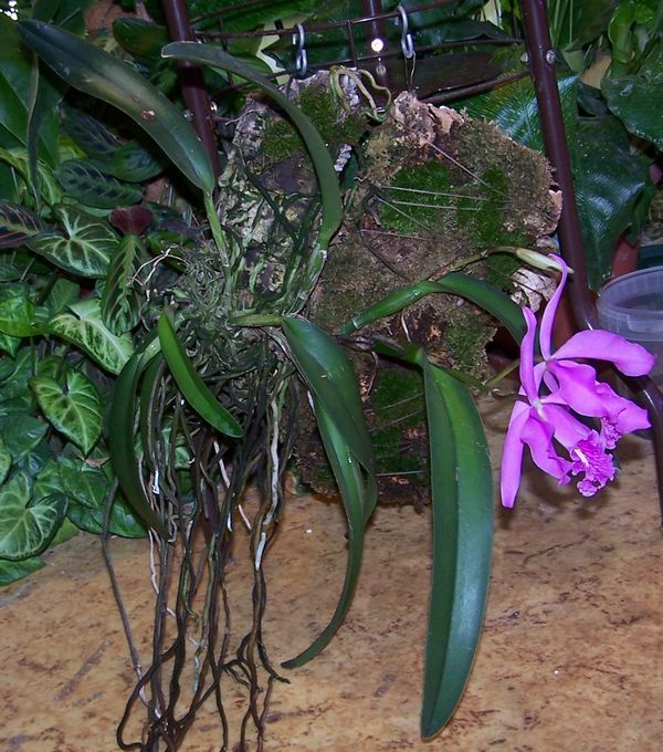 Cattleya maxima 100_1345.JPG